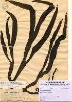 藏品(Codium laminarioides Harvey)的圖片